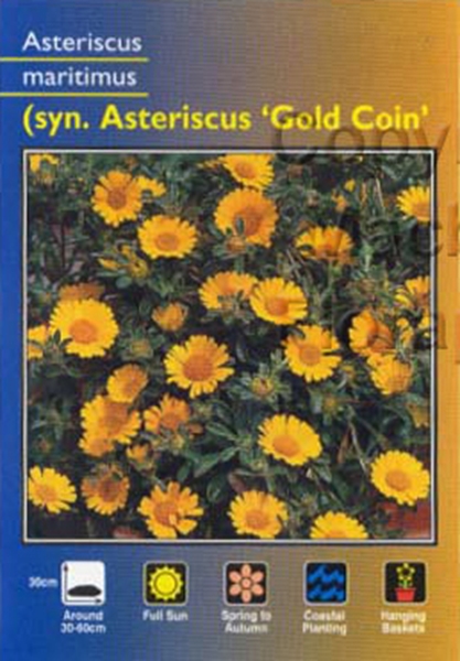 Picture of ASTERISCUS MARITIMUS GOLD COIN                                                                                                                        