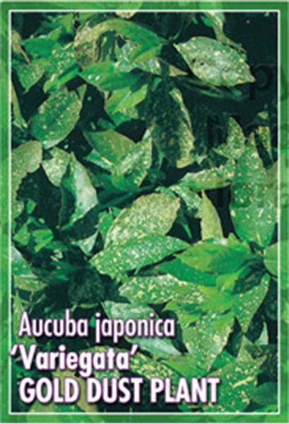 Picture of AUCUBA JAPONICA VARIEGATA GOLD DUST PLANT                                                                                                             