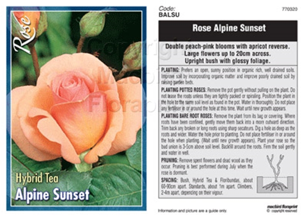 Picture of ROSE ALPINE SUNSET (HT)                                                                                                                               