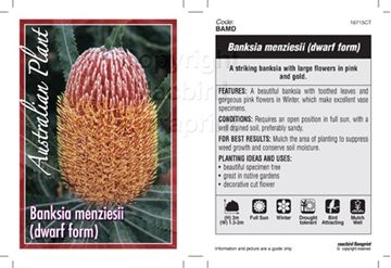Picture of BANKSIA MENZIESII DWARF FORM                                                                                                                          