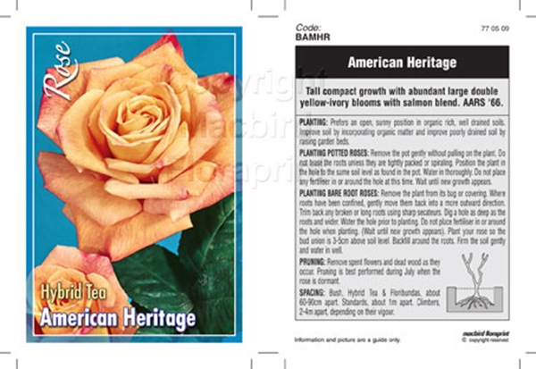 Picture of ROSE AMERICAN HERITAGE (HT)                                                                                                                           