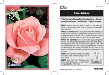 Picture of ROSE ARIANNA (HT)                                                                                                                                     