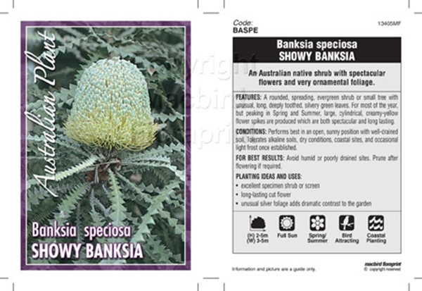 Picture of BANKSIA SPECIOSA SHOWY BANKSIA                                                                                                                        