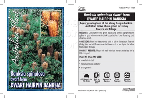 Picture of BANKSIA SPINULOSA DWARF                                                                                                                               