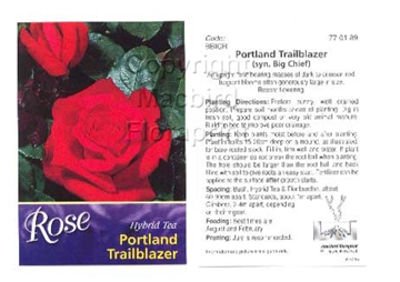 Picture of ROSE PORTLAND TRAILBLAZER (SYN BIG CHIEF) (HT)                                                                                                        
