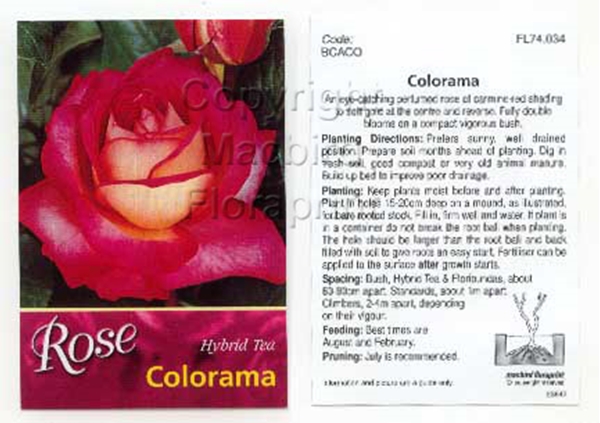Picture of ROSE COLORAMA (HT)                                                                                                                                    