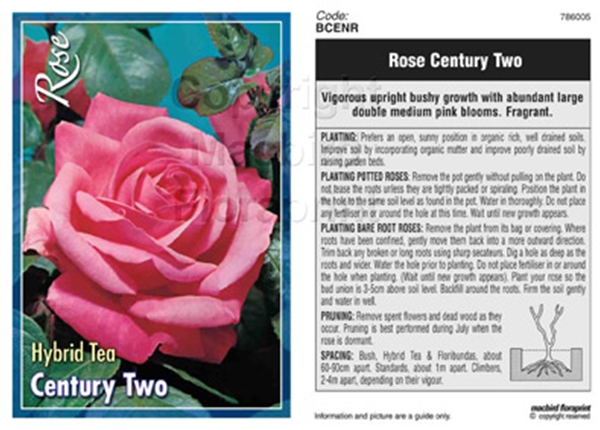 Picture of ROSE CENTURY TWO (HT)                                                                                                                                 