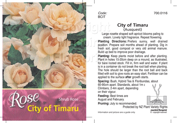 Picture of ROSE CITY OF TIMARU (SHRUB)                                                                                                                           