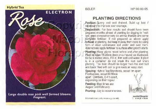 Picture of ROSE ELECTRON (HT)                                                                                                                                    