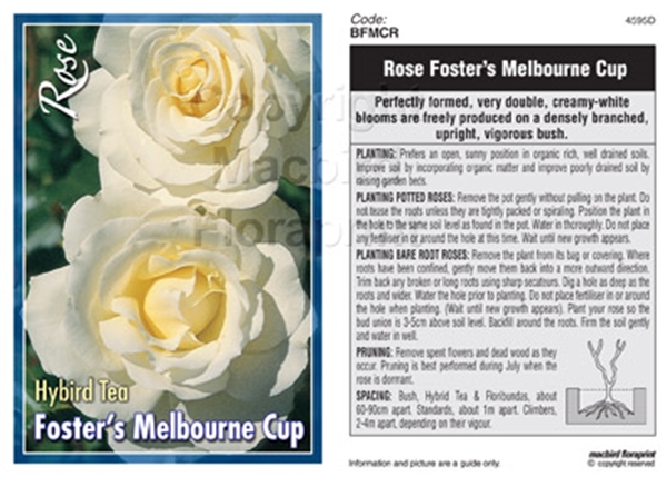 Picture of ROSE FOSTERS MELBOURNE CUP (HT)                                                                                                                       
