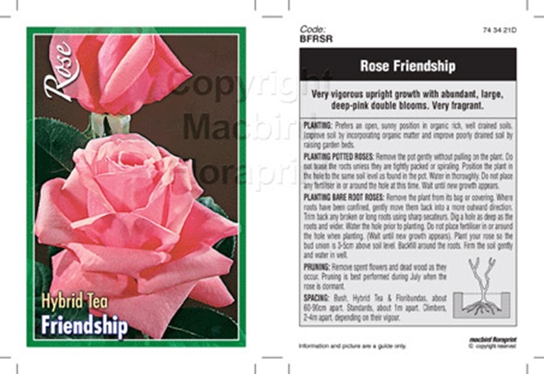 Picture of ROSE FRIENDSHIP (HT)                                                                                                                                  