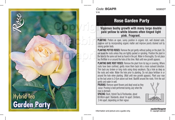 Picture of ROSE GARDEN PARTY (HT)                                                                                                                                