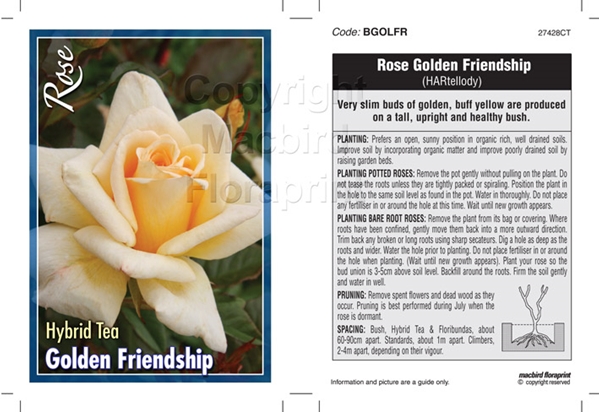 Picture of ROSE GOLDEN FRIENDSHIP (HT)                                                                                                                           