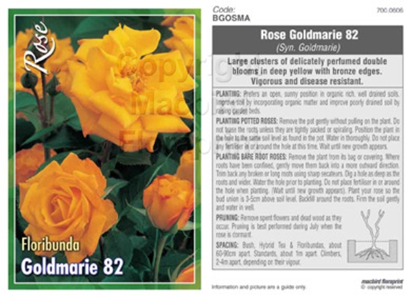 Picture of ROSE GOLDMARIE 82 SYN GOLDMARIE (FL)                                                                                                                  