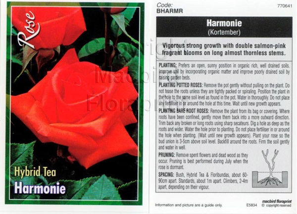 Picture of ROSE HARMONIE (HT)                                                                                                                                    