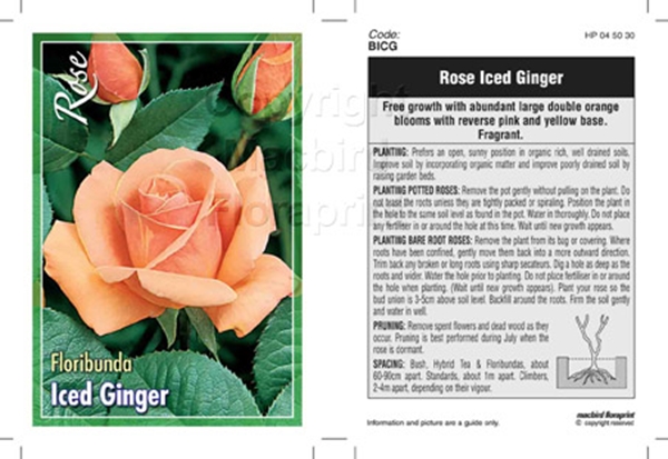 Picture of ROSE ICED GINGER (FL)                                                                                                                                 