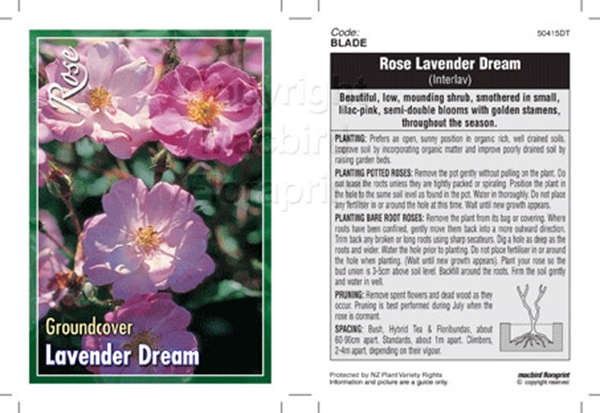 Picture of ROSE LAVENDER DREAM (GROUNDCOVER)                                                                                                                     