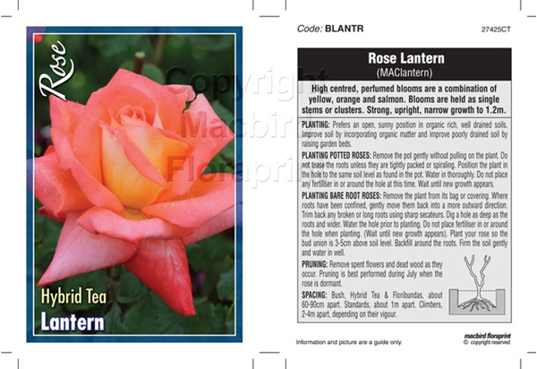 Picture of ROSE LANTERN (HT)                                                                                                                                     