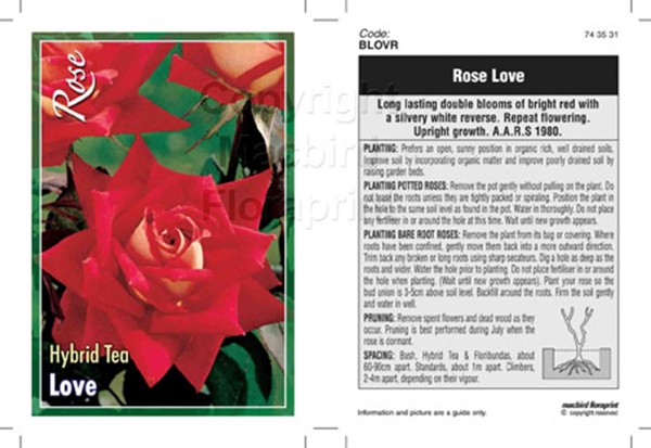 Picture of ROSE LOVE (HT)                                                                                                                                        