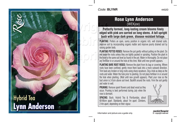 Picture of ROSE LYNN ANDERSON (HT)                                                                                                                               