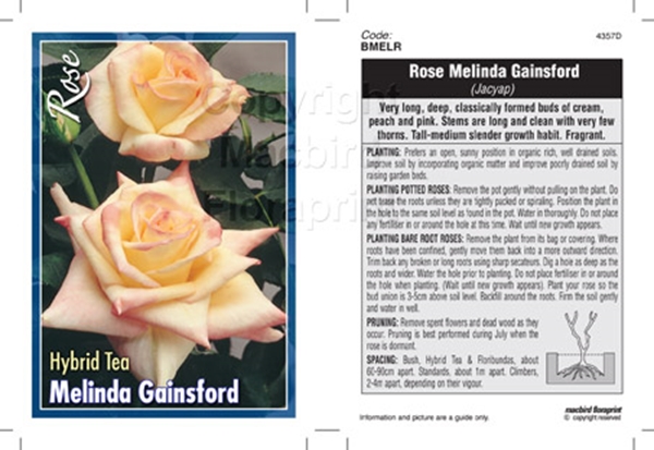 Picture of ROSE MELINDA GAINSFORD (HT)                                                                                                                           
