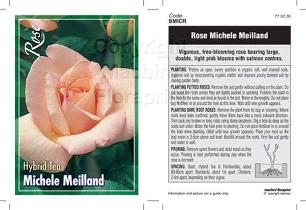 Picture of ROSE MICHELE MEILLAND (HT)                                                                                                                            
