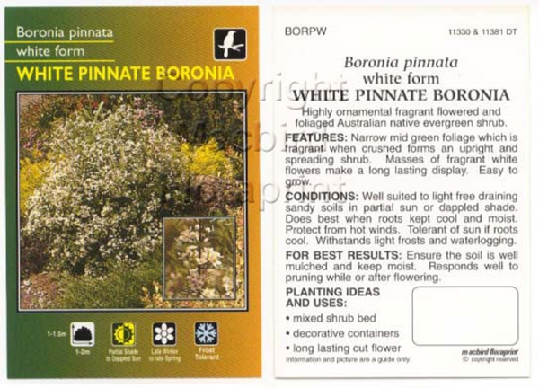 Picture of BORONIA PINNATA WHITE FORM                                                                                                                            