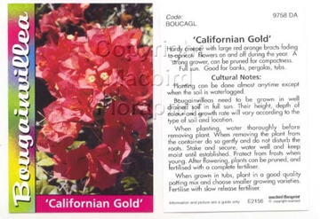 Picture of BOUGAINVILLEA CALIFORNIAN GOLD                                                                                                                        