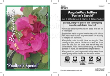 Picture of BOUGAINVILLEA POULTONS SPECIAL SYN CLIF CARNI                                                                                                         