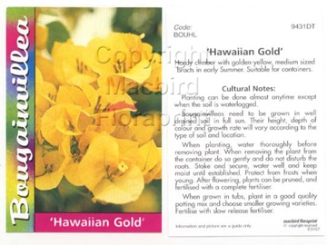Picture of BOUGAINVILLEA HAWAIIAN GOLD SYN B GOLDEN GLOW                                                                                                         
