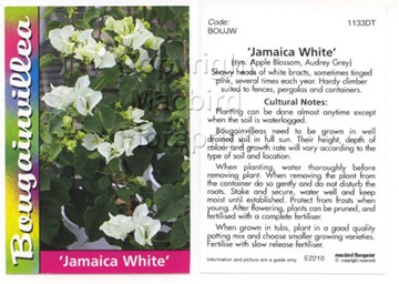 Picture of BOUGAINVILLEA JAMAICA WHITE                                                                                                                           