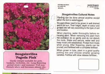 Picture of BOUGAINVILLEA PAGODA PINK                                                                                                                             