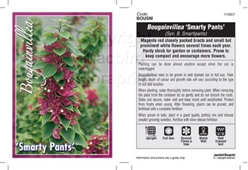 Picture of BOUGAINVILLEA SMARTY PANTS (SYN B. SMARTIPANTS)                                                                                                       