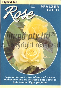 Picture of ROSE PFALZER GOLD (HT)                                                                                                                                