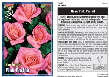 Picture of ROSE PINK PARFAIT (FL)                                                                                                                                