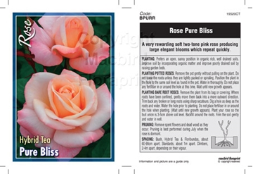Picture of ROSE PURE BLISS (HT)                                                                                                                                  