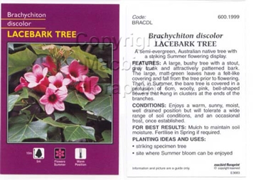 Picture of BRACHYCHITON DISCOLOR LACEBARK TREE                                                                                                                   