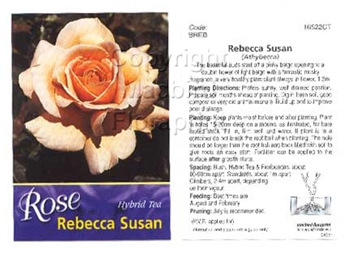 Picture of ROSE REBECCA SUSAN (HT)                                                                                                                               