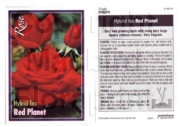 Picture of ROSE RED PLANET (HT)                                                                                                                                  