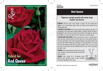 Picture of ROSE RED QUEEN (HT)                                                                                                                                   