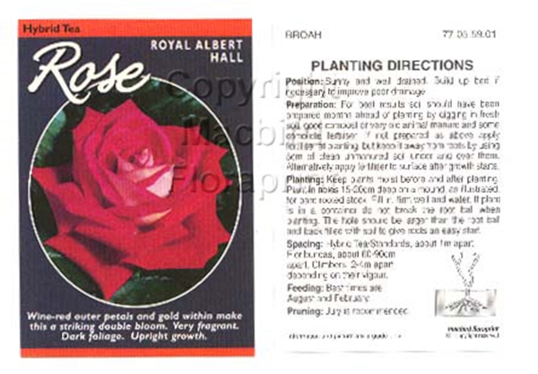 Picture of ROSE ROYAL ALBERT HALL (HT)                                                                                                                           