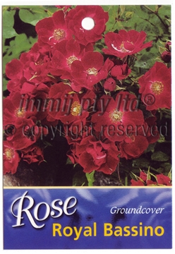 Picture of ROSE ROYAL BASSINO (GROUNDCOVER)                                                                                                                      