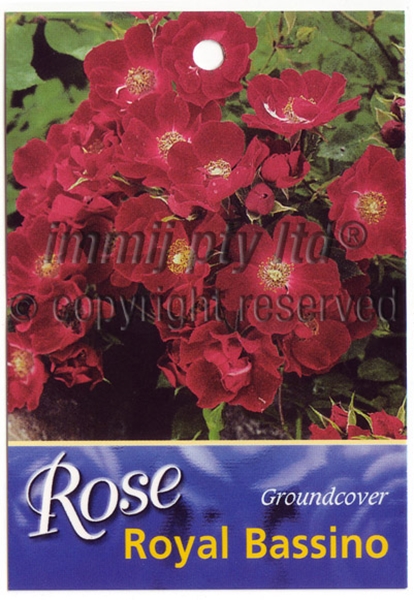 Picture of ROSE ROYAL BASSINO (GROUNDCOVER)                                                                                                                      