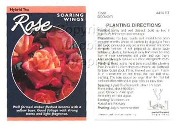 Picture of ROSE SOARING WINGS (HT)                                                                                                                               