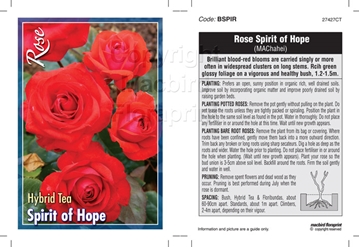 Picture of ROSE SPIRIT OF HOPE (HT)                                                                                                                              