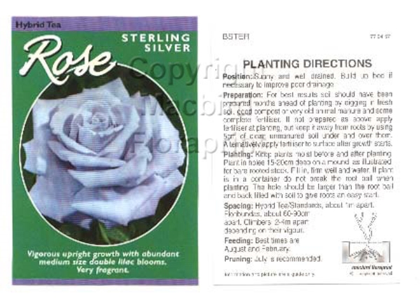 Picture of ROSE STERLING SILVER (HT)                                                                                                                             