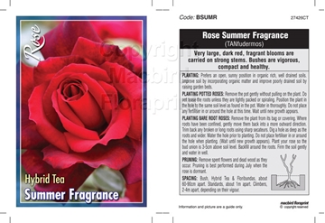 Picture of ROSE SUMMER FRAGRANCE (HT)                                                                                                                            