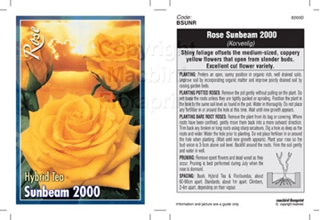 Picture of ROSE SUNBEAM 2000 (HT)                                                                                                                                