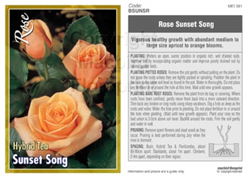 Picture of ROSE SUNSET SONG (HT)                                                                                                                                 