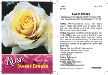 Picture of ROSE SWEET BREEZE (HT)                                                                                                                                